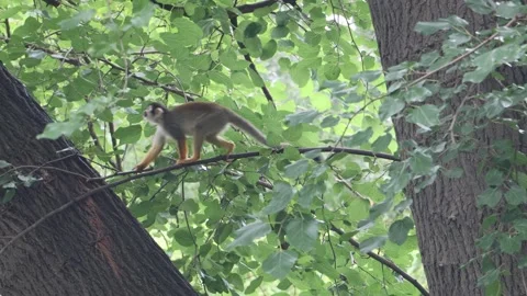 A Common squirrel monkeys (Saimiri sciureus) on a tree Stock Footage 264953042