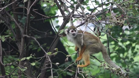 A Common squirrel monkeys (Saimiri sciureus) on a tree Stock Footage 269904285