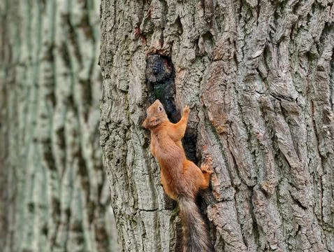 Common squirrel nimbly climbing a tree trunk in Pavlovsk, Saint Petersburg. Stock Photos
