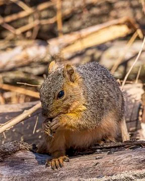 Common Squirrel Stock Photos