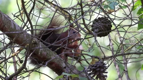 Common squirrel Sciurus vulgaris eating pine cone between pine branches Stock Footage 302171007