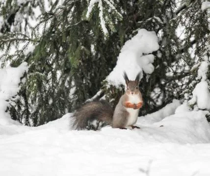 Common squirrel on a winter day under a spruce tree in the snow. Stock Photos