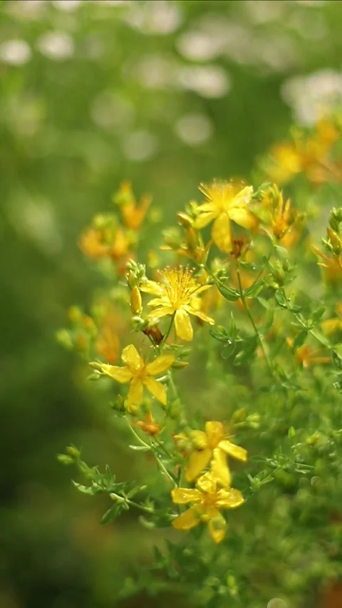 Common St. John's wort (Hypericum perforatum) Stock Footage 338169090