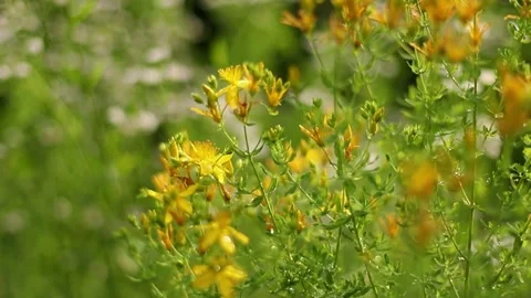 Common St. John's wort (Hypericum perforatum) Stock Footage 338326309