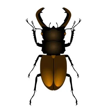 Common stag beetle top view, on white background Stock Illustration