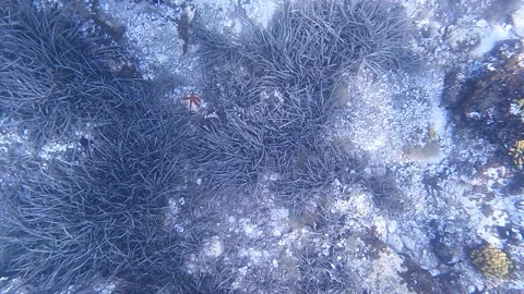 The common starfish, common sea star or sugar starfish (Asterias rubens) Stock Footage 295320283