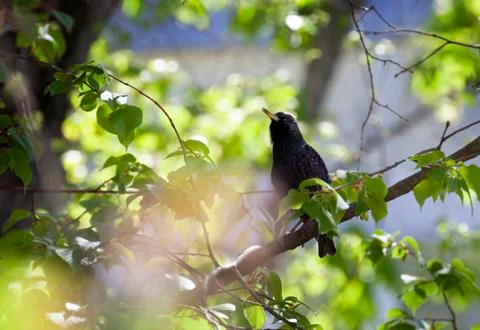 Common starling among the branches of a tree Stock Photos