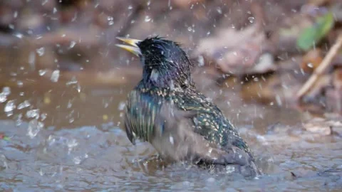 Common starling. Bathing bird in super slow motion 280fps. Vidéo 88766180