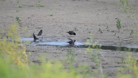 Common Starling Bird Bathing and Splashing in Lake Water. Close-up, Wild Bird Ca Stock-Footage 325811359