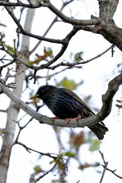 Common Starling Bird Perched on Tree Branch in nature Stock Photos