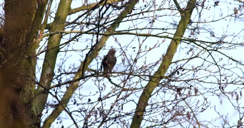 Common Starling bird perched on a twig of a tree and singing moving wings ritual Stock Footage 239389762