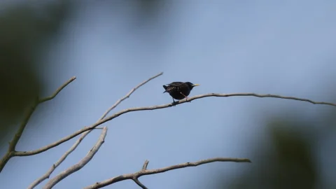 Common starling bird sitting on a tree branch Stock Footage 313586423