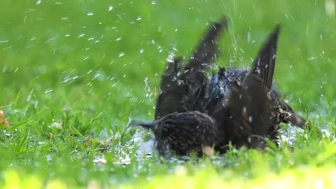Common starling bird taking refreshing bath in grass puddle during rainy weather Stock Footage 340860988