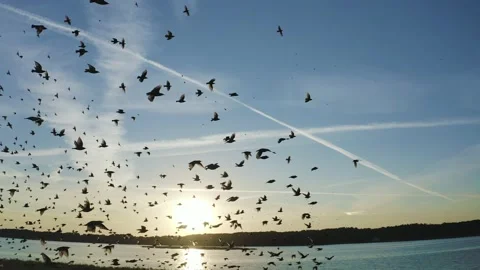 Common starling. Birds flying on setting sun background. Sturnus vulgaris. Stock Footage 138082120