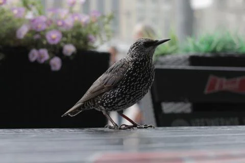 Common starling in a cafe Stock Photos