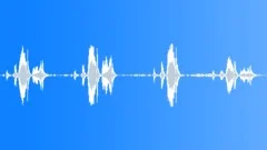 Common starling callingSound Effect