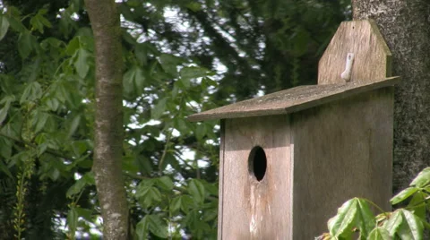 Common Starling, chick in nestbox being fed Stock Footage