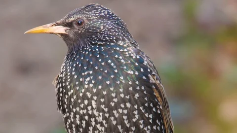 Common starling. Close-up of the bird in spring. Stock Footage 88766407