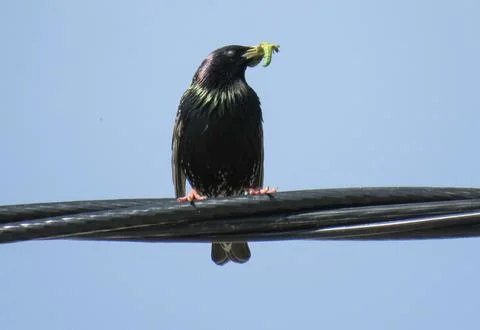 Common starling on an electrical wire Stock Photos
