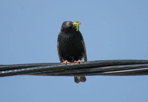 Common starling on an electrical wire Fotos Stock