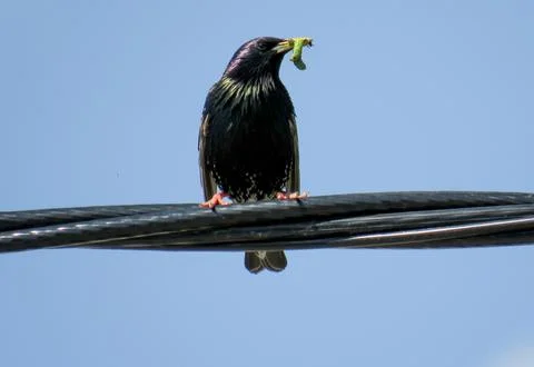 Common starling on an electrical wire Stock Photos