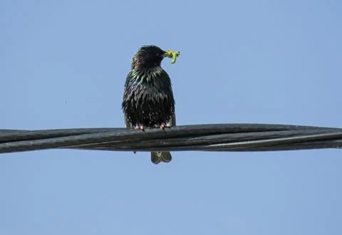 Common starling on an electrical wire Foto stock