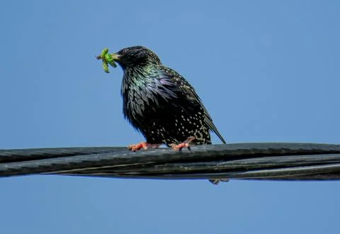 Common starling on an electrical wire Fotos de archivo