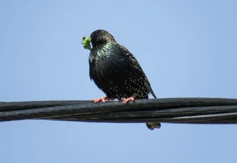 Common starling on an electrical wire Stock Photos
