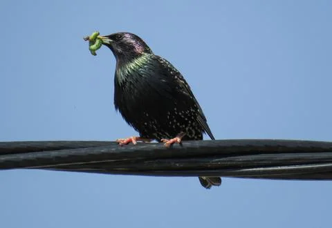 Common starling on an electrical wire Photos
