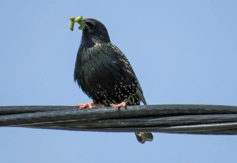 Common starling on an electrical wire Fotos Stock