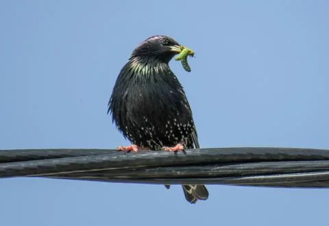 Common starling on an electrical wire Photos
