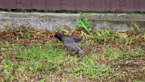 Common Starling, father, feeding young chick cherry berries 스톡 동영상 336209341