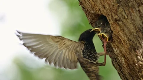Common starling feeding young in nesting cavity still flapping by wings Stock Footage 329461127