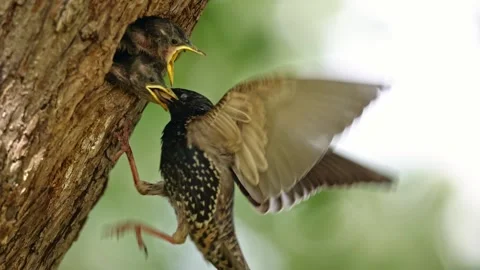 Common starling feeding young in nesting cavity still flapping by wings Stock Footage 329463389