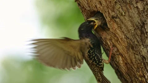 Common starling feeding young in nesting cavity still flapping by wings Stock Footage 329469302