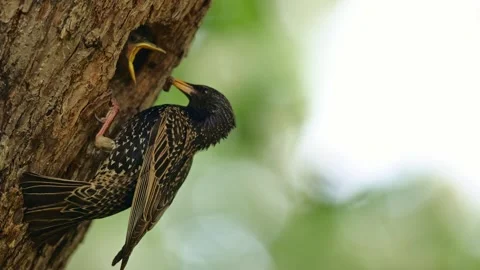 Common starling feeding young in nesting cavity still flapping by wings Stock Footage 329490348