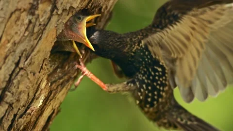 Common starling feeding young in nesting cavity still flapping by wings Stock Footage 329571712