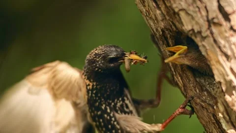 Common starling feeding young in nesting cavity still flapping by wings Stock Footage 329575423
