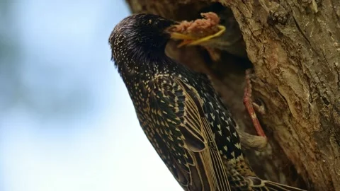 Common starling feeding young in nesting cavity Stock Footage 329581803
