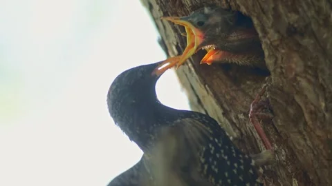 Common starling feeding young in nesting cavity still flapping by wings Stock Footage 329583088