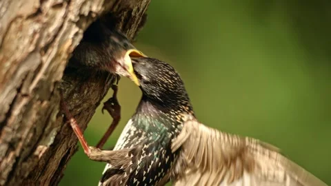 Common starling feeding young in nesting cavity still flapping by wings Stock Footage 329589108