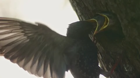Common starling feeding young in nesting cavity still flapping by wings Stock Footage 329601686