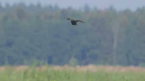 Common starling in flight in slow motion. Flying bird in sky. Sturnus vulgaris. Stock Footage 110459909