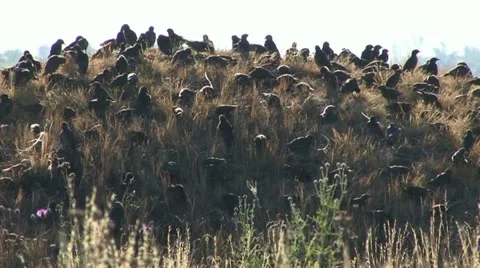 Common starling Stock Footage 18184231