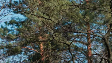 Common Starling Stock Footage 333816104