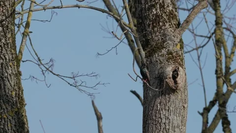 Common Starling Video stock 333816687