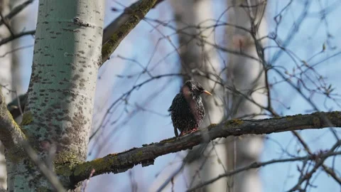 Common Starling Video stock 333816725