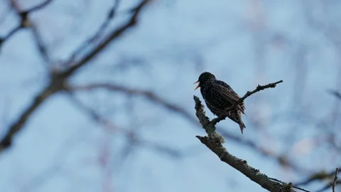 Common Starling Video stock 333816761