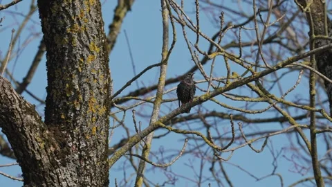 Common Starling Video stock 333817177