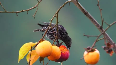 Common Starling 스톡 동영상 334738666